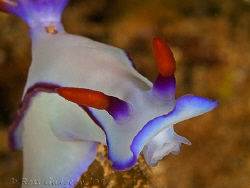 Hypselodoris bullockii.  Ningaloo Reef, Western Australia... by Ross Gudgeon 